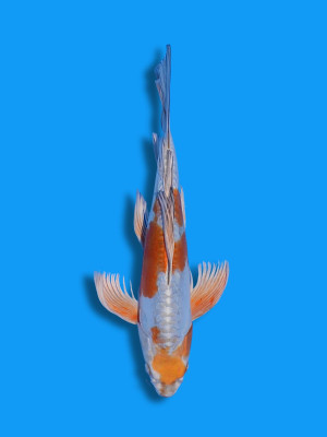 Butterfly Kogane Ochiba | Koi&Co.